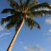 Next: Palm tree