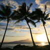 Previous: Palm trees sunset