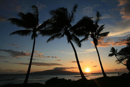 Photo: Palm trees sunset