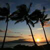 Previous: Palm trees sunset