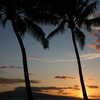 Next: Palm trees sunset
