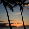 Next: Palm trees sunset