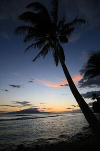 Photo: Palm tree sunset