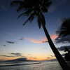 Next: Palm tree sunset