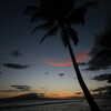 Next: Palm tree sunset