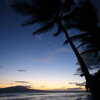 Previous: Palm tree sunset