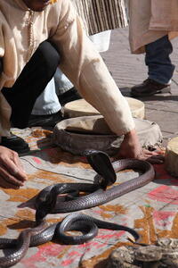 Photo: Snake charmer
