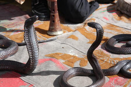 Photo: Snakes