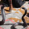 Photo: (keyword snakes)