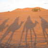 Next: Camel shadows