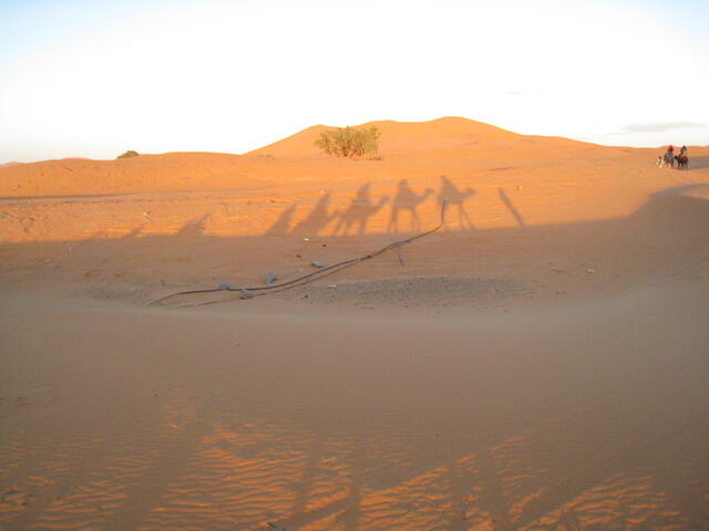 Camel shadows