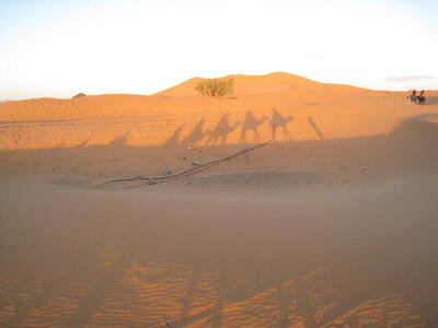 Photo: Camel shadows