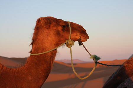 Photo: My camel