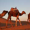 Next: My camel