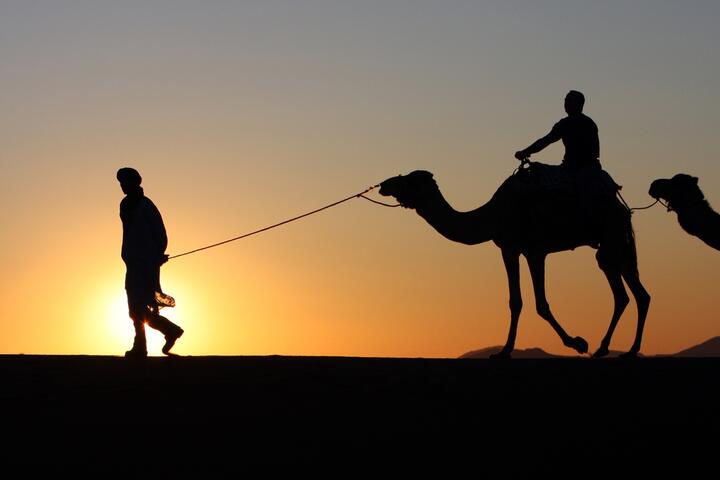Camel silhouettes