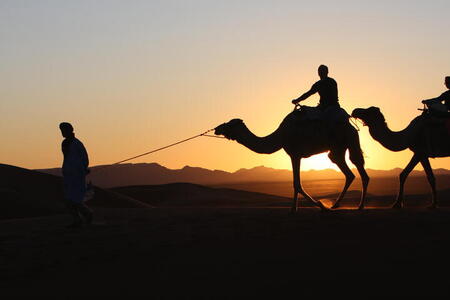 Photo: Camel silhouettes