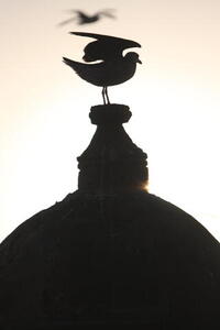Photo: Bird silhouette