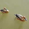 Photo: Ducks