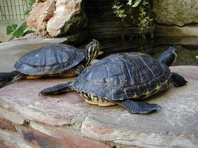 Photo: Turtles