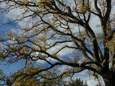 Photo: Tree and sky