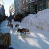 Previous: Dogsled race