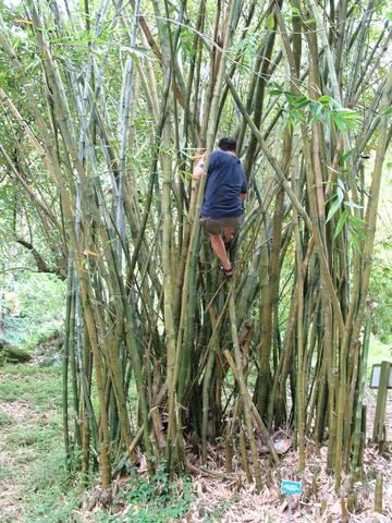 Ger climbing bamboo
