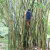 Photo: Ger climbing bamboo