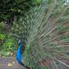 Photo: Peacock