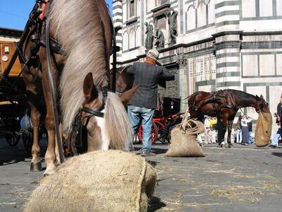 Photo: Horses feeding