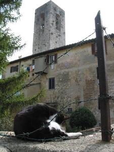 Photo: Cat and tower