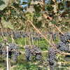 Photo: Rows of grapes