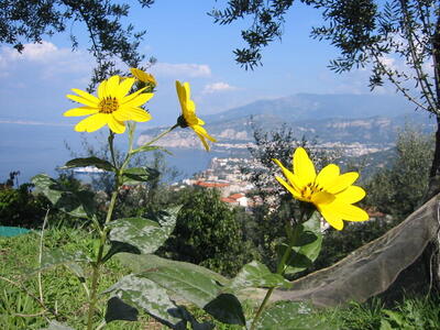 Photo: Flowers and Sorrento