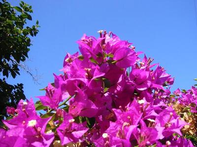 Photo: Pink flowers