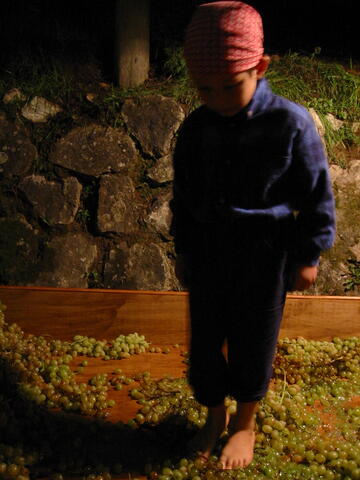 Mashing grapes