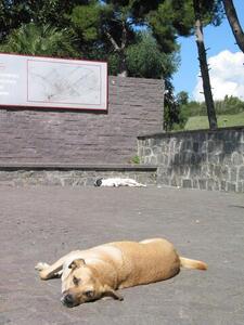 Photo: Lazy dogs