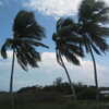 Previous: Palm trees