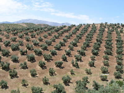 Photo: Olive trees