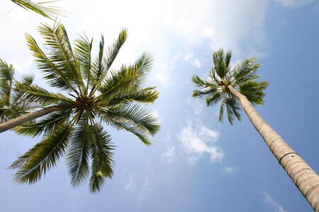 Photo: Palm trees, near and far