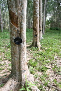 Photo: Rubber trees