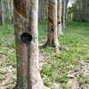 Photo: Rubber trees