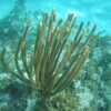 Photo: Underwater plant