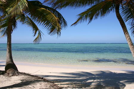 Photo: Beach and palm trees