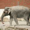 Photo: Elephant