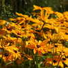 Photo: Yellow flowers