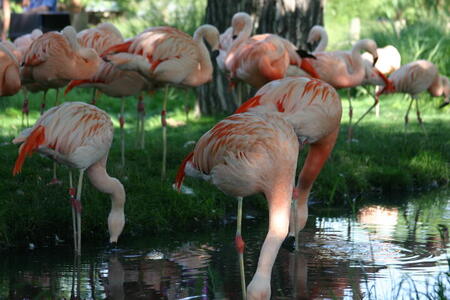 Photo: Flamingoes