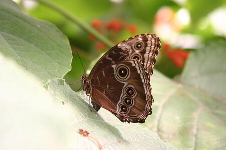 Photo: Butterfly