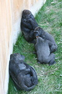 Photo: Gorillas