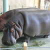 Photo: Hungry hippos
