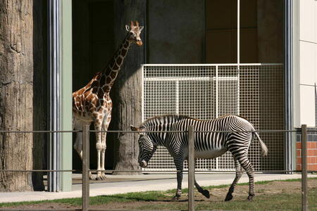 Photo: Giraffe and Zebra