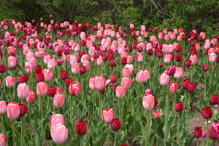 Photo: Pink and red tulips